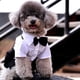 thumbnail image 5 of Camisa de esmoquin elegante para perro Dinheiro con cuello de pajarita, atuendo de cachorro de caballero, fiesta de cumpleaños de boda navideña, 5 of 7