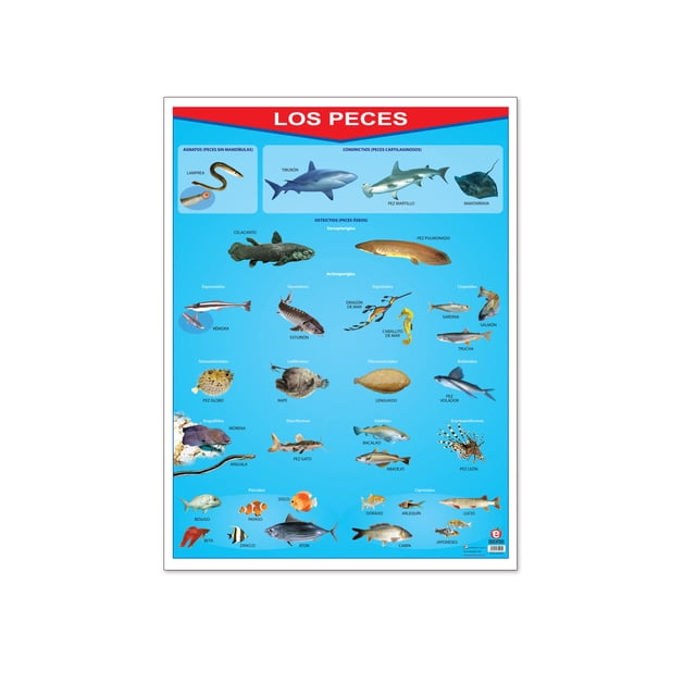 Póster Los Peces Educatodo B-0881-I