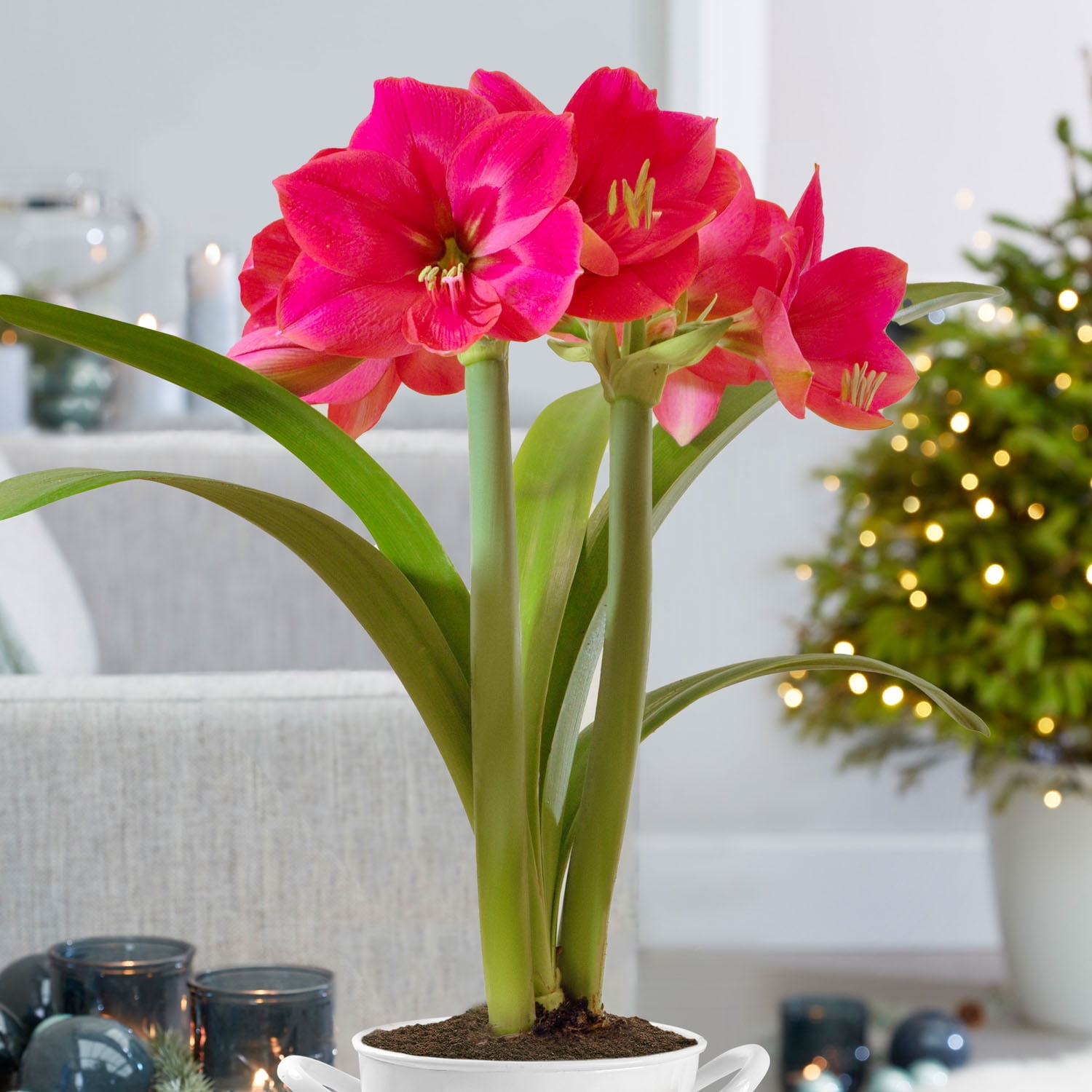 Garden State Bulb Ice Pink Amaryllis Flower Bulb, 26/28cm (Bag of 6)
