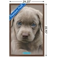 thumbnail image 3 of Keith Kimberlin - Puppy - Blue Eyes Wall Poster, 22.375" x 34", Framed, 3 of 6