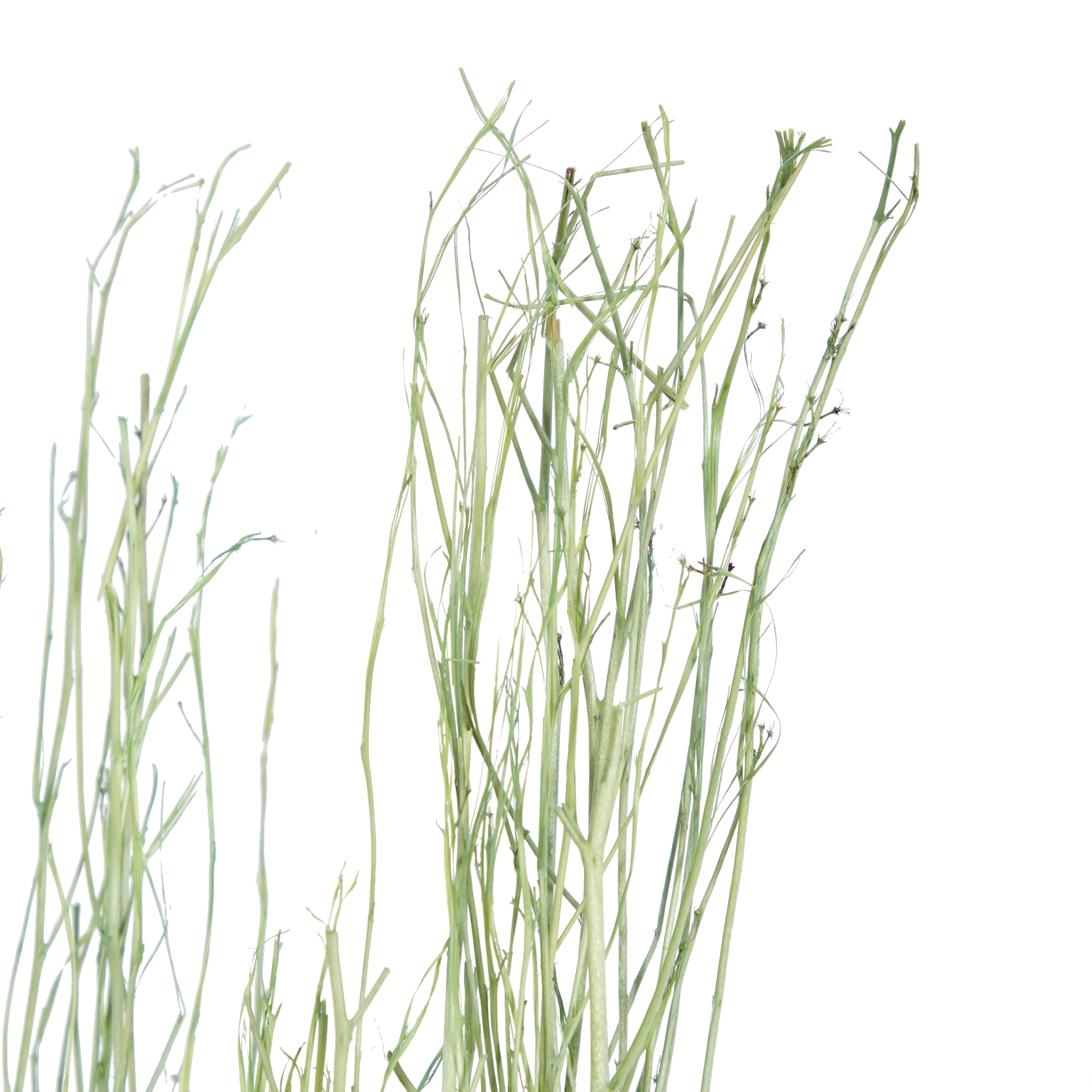 57" Dried Plant Natural Foliage Pigeon pea Bouquet, by DecMode (3 Count)