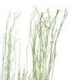 thumbnail image 4 of 57" Dried Plant Natural Foliage Pigeon pea Bouquet, by DecMode (3 Count), 4 of 8