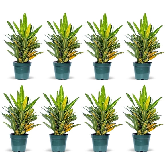 8 Pack Live Croton Sunny Star, Indoor Potted Houseplant, Birthday Gift, Christmas Gift, Plant Lover Gift, Air Purifying Plant, Gardening Gift in 4" Pot