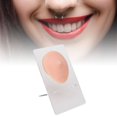 thumbnail image 1 of Soft Silicone Single  Model, 3D Elastic Simulation Reusable Display Props Body Piercing Model with Acrylic Holder, Ideal for  Piercing Practice and Medical Display, 1 of 7