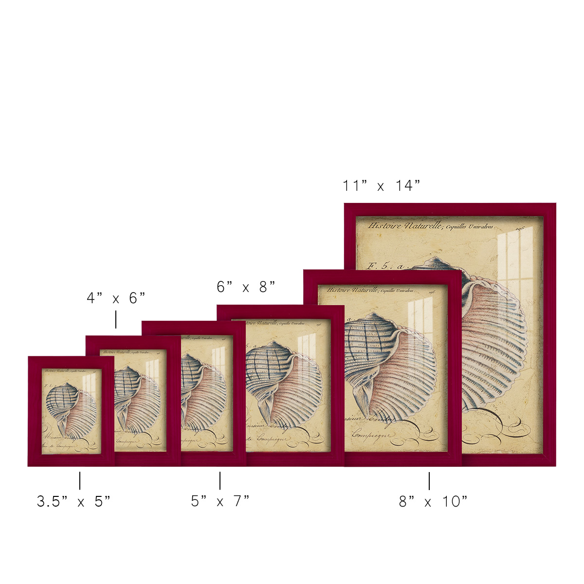 Seashell Ephemera V - Framed Print w/glass - Cherry Red