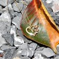 thumbnail image 3 of Collar de corazón para mujer, plata de ley, chapado en oro de 14 k, oro rosa, circonita cúbica, joyería romántica con rosa y mariposa, 3 of 4