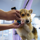 thumbnail image 5 of Illuminlabs Amoladora de Uñas para Perros con 2 Luces LED: Herramienta Eléctrica para Alisar y Cuidar las Uñas de las Mascotas, Indolora y 3 Veces Más Potente de 2 Velocidades, 5 of 12