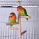 thumbnail image 2 of KAKOWELY Soporte de madera para pájaros, juguete para periquitos, juguete de madera para pájaros, percha para loros, soporte para loros, 2 of 4