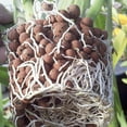 thumbnail image 6 of 10lb LECA Expanded Clay Pebbles for Plants, Hydroponics, Aquaponics, 100% Natural Leca Balls for Soil Root Development, Orchid Potting Mix, Drainage and Reusable, 4-16mm, 6 of 7