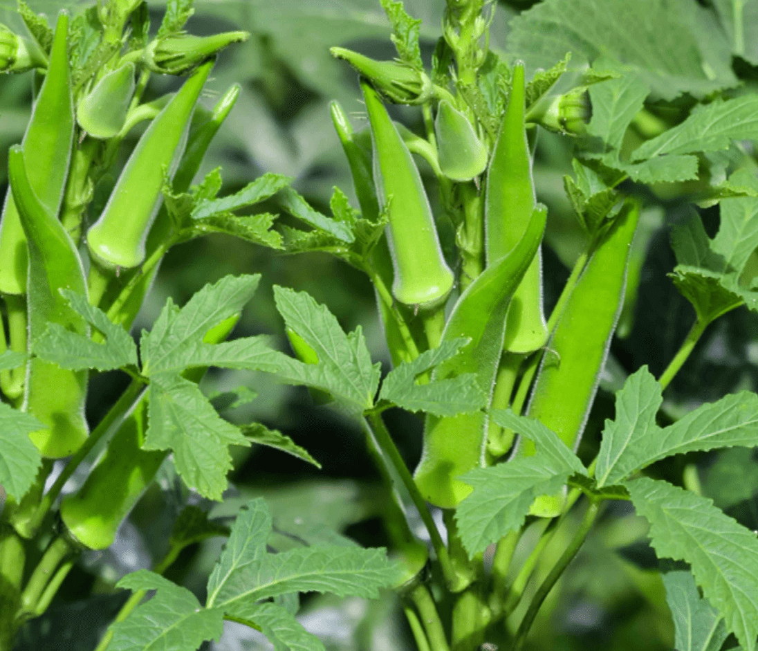 Set of 2 Green Okra Live Plants in 4 Inch Pots, 4-6 Inch Tall Vegetable Starter Plants for Indoor Outdoor Garden Planting