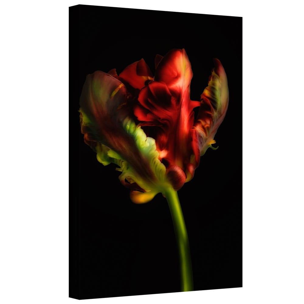 ArtWall Cora Niele "Tulipa Parrot II" Gallery-Wrapped Canvas