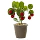 thumbnail image 1 of Plantas en macetas con frutas, adornos creativos de escritorio para el hogar, flores de simulación, plantas verdes, plantas en macetas con frutas, 1 of 5