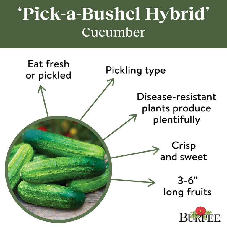 Burpee Pick-a-Bushel Hybrid Cucumber Seeds - Easy to Grow