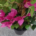 thumbnail image 5 of Bougainvillea Artificial Tree For Outdoors Indoors With Flowers And Leaves, Realistic Fake Potted Bougainvillea Trees For Home Office Living Room Decor, 5 of 8