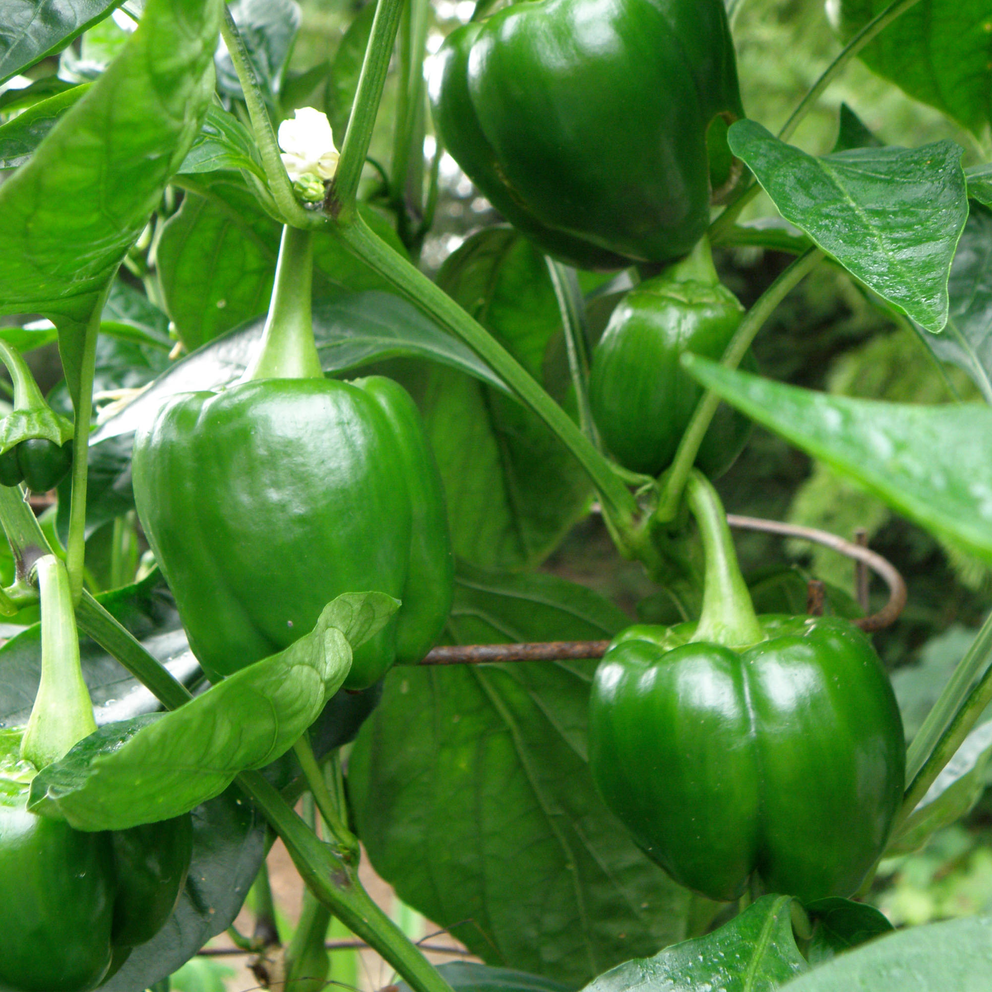 Bonnie bell peppers