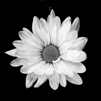 White Daisy Flower Blossom Black and White Photo Print Wall Art By Gail Peck