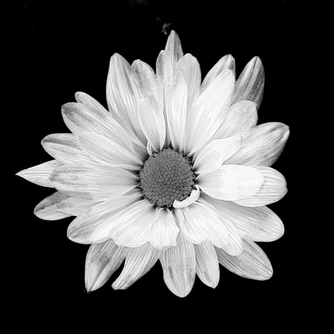 Black And White Flower Background Images At Michele Farr Blog Black And White Flower Background Images At Michele Farr Blog
