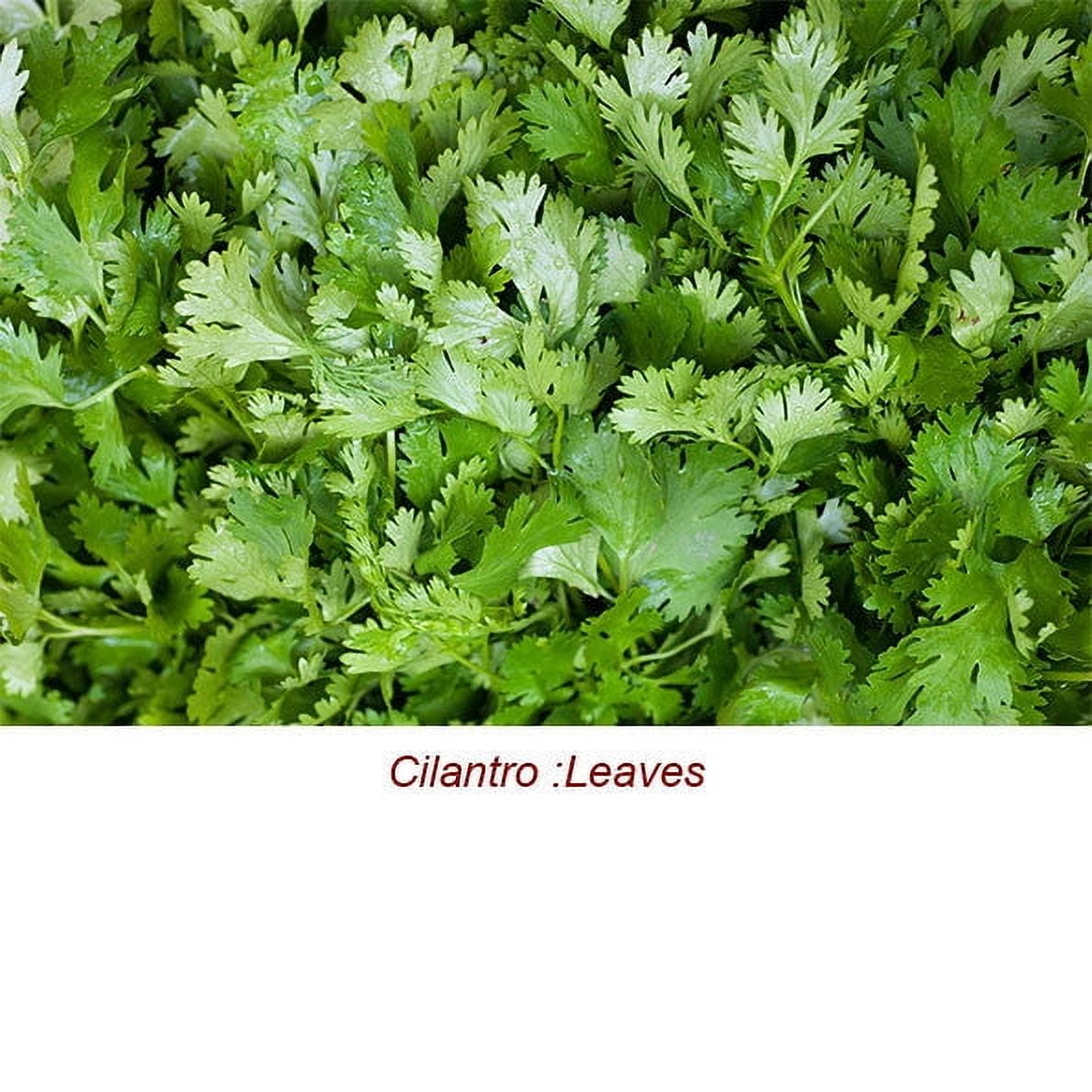 Cilantro Essential Oil 1 fl oz (30 ml) - 100% Pure and Natural by Silky Scents