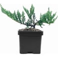 thumbnail image 2 of Juniper Blue Chip | 1 Live 4 Inch Pot | Juniperus horizontalis 'Blue Chip' | Low-Maintenance Ground Cover Plants | Drought-Tolerant Landscaping Shrub, 2 of 6