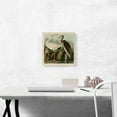 thumbnail image 2 of ARTCANVAS White Ibis Canvas Art Print by John James Audubon - Size: 12" x 12" (1.50" Deep), 2 of 9