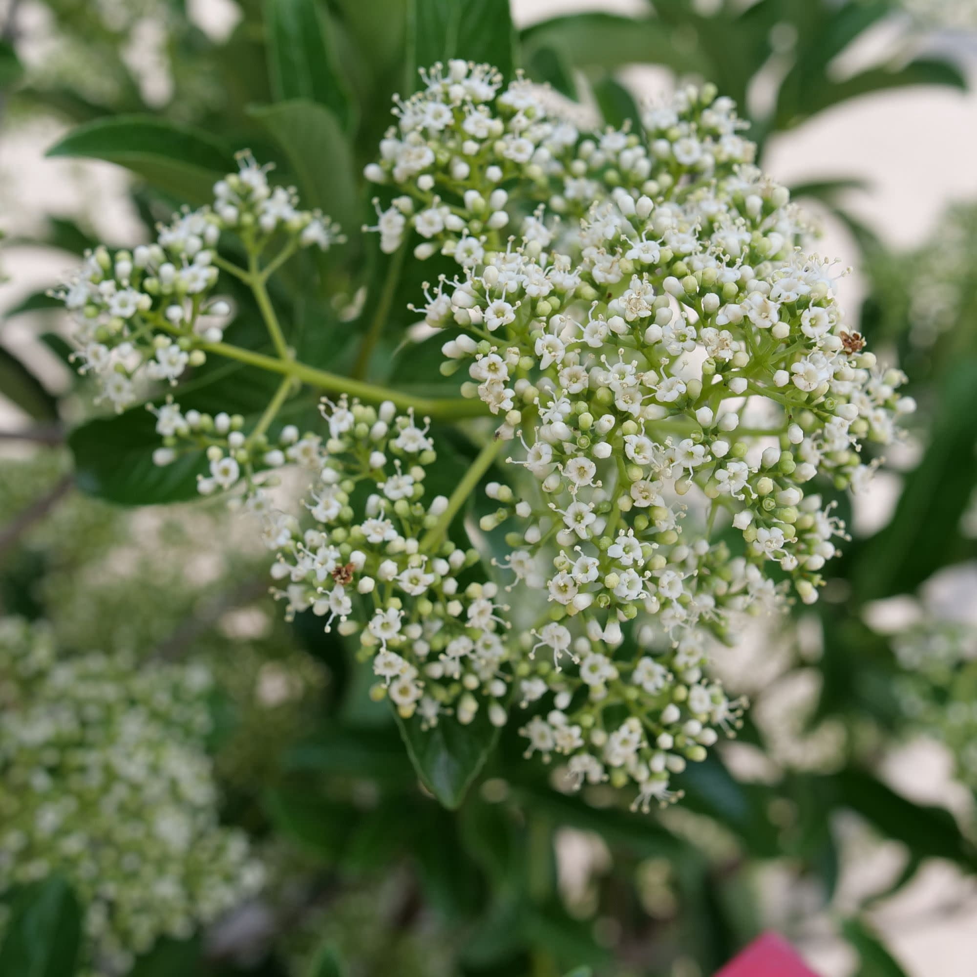 Proven Winners ColorChoice 5" White Yardline Viburnum Live Plant in 4.5" Pot (4 Count)