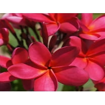 Hawaiian Red Plumeria Frangipani Plant Cutting 1 Pk  "9- 12" Long - Full Sun
