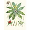thumbnail image 3 of Walter Fitch Hood 14x18 Black Modern Framed Museum Art Print Titled - Paris Polyphylla, Smit. (1855), 3 of 5