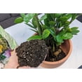 thumbnail image 2 of Gardenera Labs Premium ZZ Plant Expert-Grade Soil - Fast-Draining Formula Ensuring Long-Lasting Plant Vitality - 10 QUARTS, 2 of 4