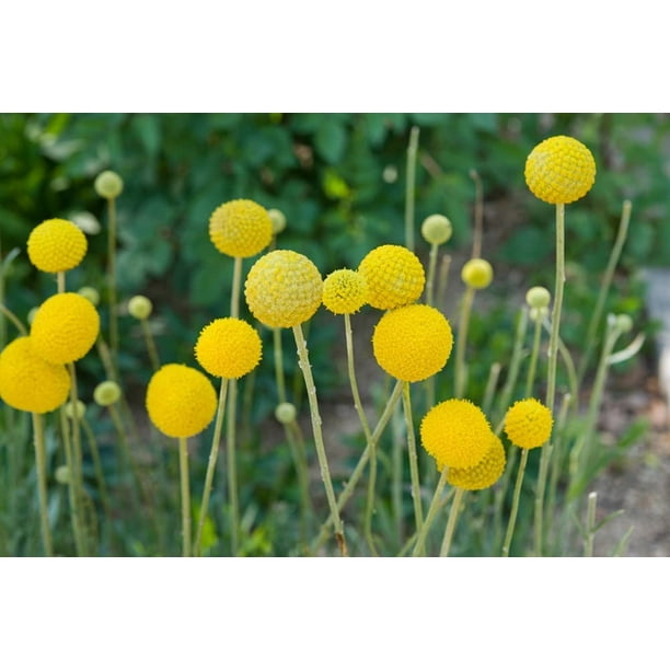 Yellow Globe Flower Seeds 100 Seeds Great for Cut Flowers and Flower Bonsai Made in USA