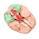 thumbnail image 4 of Modelo de cerebro humano de 8 piezas, modelo anatómico desmontable para aulas de ciencias, estudios y enseñanza., 4 of 14