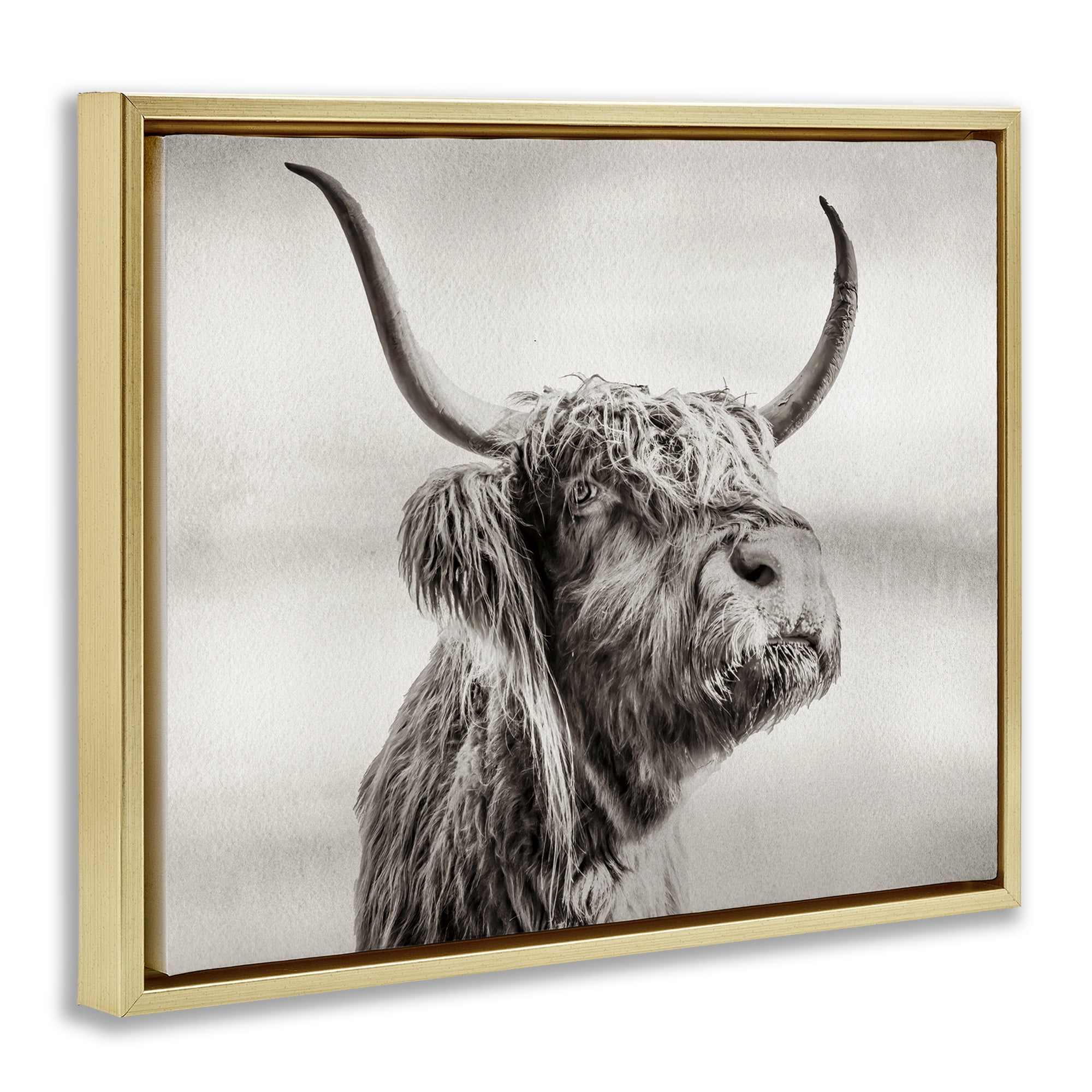 Stupell Industries Horned Highland Cow Gazing Gold Framed Floater Canvas Wall Art, design by Julia Frost