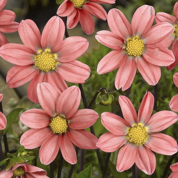 Topmix Salmon Dahlia Flower Tubers - 3 Bulbs Per Pack - Orange Flowers - Blooms All Summer - Attracts Butterflies and Hummingbirds - Good as Cut Flowers - Grows Well In Containers