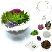 DIY Terrarium Kit for Adults with Live Succulent Plant (Fresh from Florida), Metal Stand, Chalice Glass Terrarium, Reindeer Moss, Crystal & Rocks - Handmade in USA
