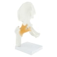 thumbnail image 3 of De La Articulación De La Cadera Humana De Tamaño Natural Con Anatomía Humana Médica Del Modelo De Ligamento Soledad Articulación de cadera humana, 3 of 10