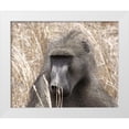 thumbnail image 3 of Dana Underdahl 18x15 White Modern Wood Framed Wall Art Titled - Baboon Portrait IV, 3 of 5