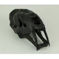 thumbnail image 2 of Zeckos Black Saber Toothed Cat Skull Statue Small, 2 of 3