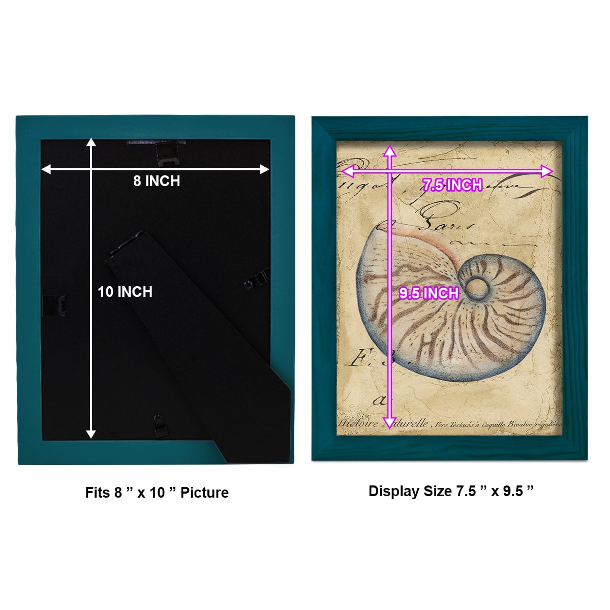 Seashell Ephemera II - Framed Print w/glass - Ocean Blue