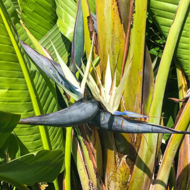 Set 2 White Bird of Paradise Plants Live for Planting, Giant Bird of Paradise Plants for Indoor Outdoor 4 to 6 Inch Tall