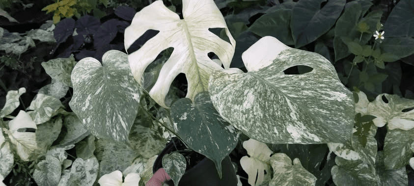 Monstera Mint Live Plant for Planting, Rare Variegated Houseplant for Home or Office, 5-8" Tall Tropical Indoor Plant