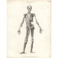 thumbnail image 2 of Anatomy Of Human Musculature Poster Print By ® Florilegius Mary Evans (24 X 36), 2 of 4