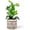 Pattern, variant on Ceramic Planter 4 Inch Plant Pots Indoor Outdoor Succulent Plant Pot Flower Pots Mid-Century Planter Ceramic Pot