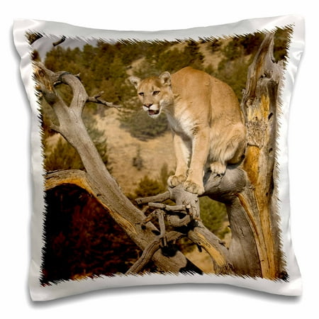3dRose Puma, Yellowstone NP, Montana - US27 JMC0012 - Joe and Mary Ann McDonald, Pillow Case, 16 by 16-inch