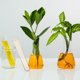 thumbnail image 4 of USHOBE 6Ud De Propagadores Para Plantas Florero Hidropónico Amarillo, 4 of 6