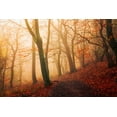 thumbnail image 2 of Londal, Leif 32x23 White Modern Wood Framed Museum Art Print Titled - Wake up forest., 2 of 4