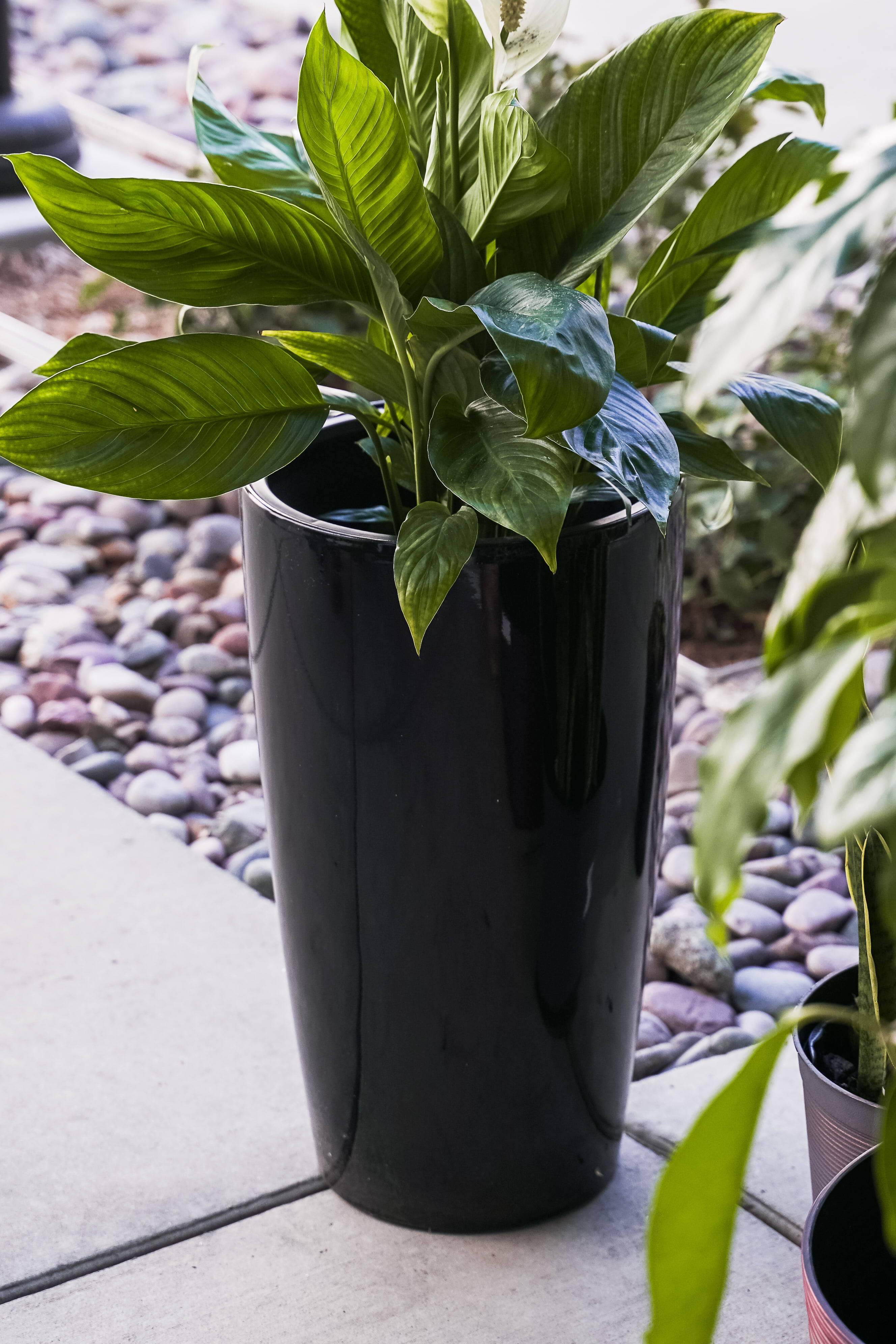 XBRAND 29.5 in. H Black Plastic Self Watering Indoor Outdoor Tall Round  Planter Pot, Decorative Gardening Pot, Home Decor SWPlanterBK73 - The Home  Depot