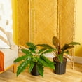 thumbnail image 3 of Costa Farms 20" Philodendron Grower's Choice Live House Plants in 10" Grower Pot 2 (Count), 3 of 9