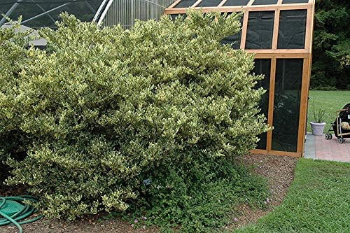 Ligustrum Japonicum Jack Frost Privet - 40 Live Plants - Variegated Evergreen Hedge