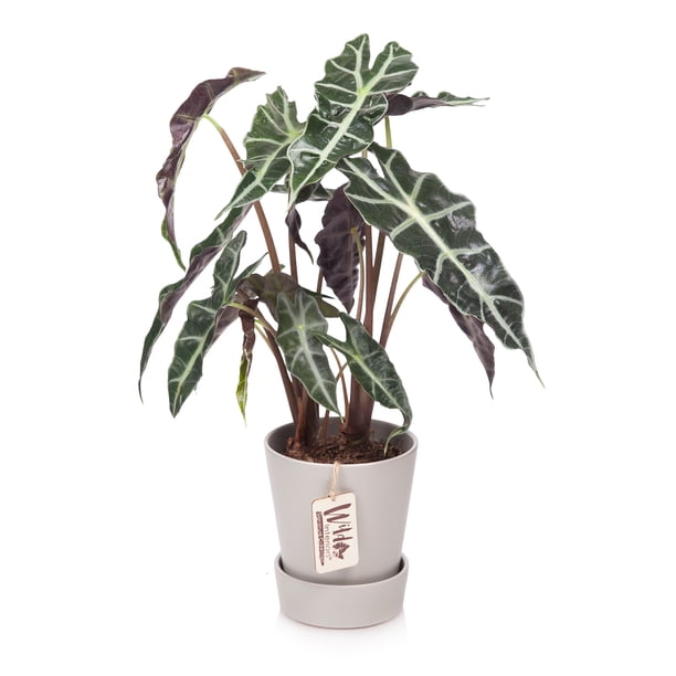 Wild Interiors 16" Green Alocasia Polly Live Plant