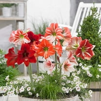 Easy to Grow Amaryllis Medley Mix 3 Plant Bulbs, Flower Indoor Holiday or Outdoor Spring Bloom