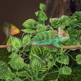 thumbnail image 2 of UPOUART Accessoires d'Habitat pour Dragon Barbu Décoration de Plante de Terrarium PCS, 2 of 8